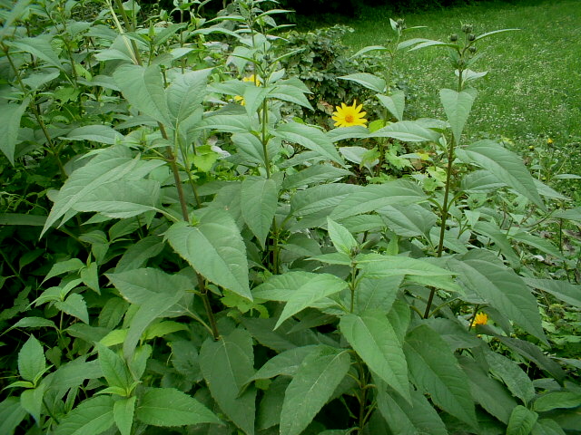 Helianthus tuberosus / Topinambur
